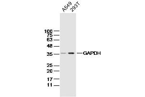 Lane 1: A549 Cell lysates; Lane 2: 293T Cell lysates; probed with GAPDH (4F8) Monoclonal Antibody, unconjugated (bsm-33033M) at 1:300 overnight at 4°C followed by a conjugated secondary antibody for 60 minutes at 37°C. (GAPDH 抗体)