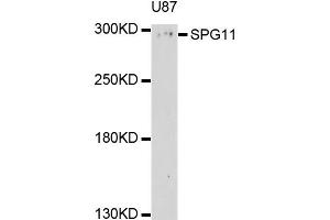 Western blot analysis of extracts of U-87MG cells, using SPG11 antibody (ABIN4905280) at 1:1000 dilution. (SPG11 抗体)
