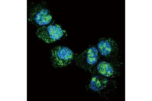 Confocal immunofluorescent analysis of UCHL1 Antibody (N-term) (ABIN388868 and ABIN2839164) with NCI- cell followed by Alexa Fluor 488-conjugated goat anti-rabbit lgG (green). (UCHL1 抗体  (N-Term))