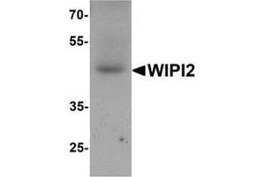 Western blot analysis of WIPI2 in human testis tissue lysate with WIPI2 Antibody  at 1 μg/ml. (WIPI2 抗体  (N-Term))