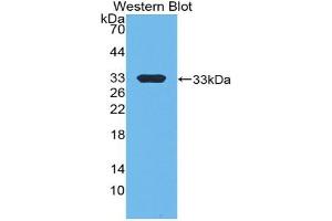 Detection of Recombinant EP300, Mouse using Polyclonal Antibody to E1A Binding Protein P300 (EP300) (p300 抗体  (AA 2124-2397))