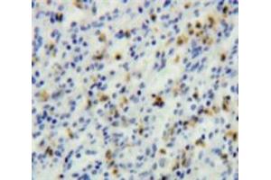 IHC-P analysis of Spleen tissue, with DAB staining. (TCL1A 抗体  (AA 1-114))