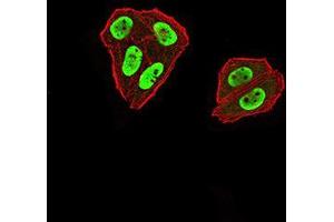 Immunofluorescence analysis of Hela cells using ZFP91 mouse mAb (green). (ZFP91 抗体  (AA 162-304))