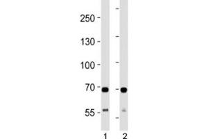 SDHA antibody western blot analysis in 1) human HeLa and 2) mouse C2C12 lysate. (SDHA 抗体  (AA 577-605))