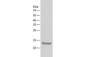Western Blotting (WB) image for UFM1-Specific Peptidase 1 (Non-Functional) (UFSP1) (AA 1-142) protein (His tag) (ABIN7125650) (UFSP1 Protein (AA 1-142) (His tag))