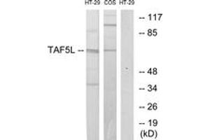 Western Blotting (WB) image for anti-TAF5-Like RNA Polymerase II, P300/CBP-Associated Factor (PCAF)-Associated Factor, 65kDa (TAF5L) (AA 291-340) antibody (ABIN1533540)