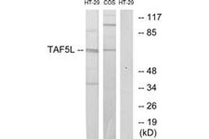 Western blot analysis of extracts from HT-29/COS7 cells, using TAF5L Antibody. (TAF5L 抗体  (AA 291-340))