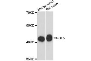 Western blot analysis of extracts of various cell lines, using GDF5 antibody (ABIN6290098) at 1:3000 dilution. (GDF5 抗体)