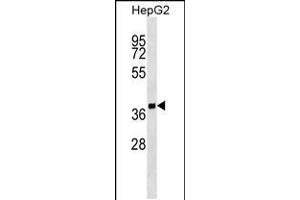 Western blot analysis in HepG2 cell line lysates (35ug/lane). (SCAMP2 抗体  (AA 119-147))