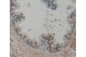 IHC-P analysis of prostate gland tissue, with DAB staining. (PSMA 抗体  (AA 536-752))