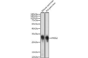 Western blot analysis of extracts of various cell lines, using PRSS2 antibody (ABIN7269580) at 1:5000 dilution. (PRSS2 抗体)