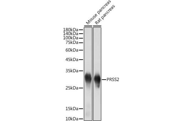 PRSS2 Antikörper