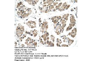 Human Muscle (Fukutin 抗体  (N-Term))