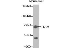 Western blot analysis of extracts of mouse liver, using FMO3 antibody. (FMO3 抗体)
