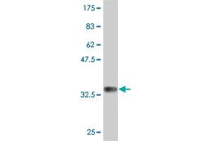 Western Blotting (WB) image for anti-Potassium Inwardly-Rectifying Channel, Subfamily J, Member 15 (KCNJ15) (AA 290-355) antibody (ABIN561586)