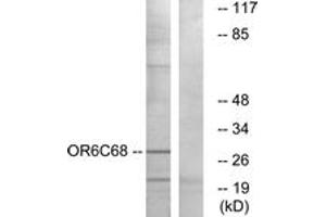 Western Blotting (WB) image for anti-Olfactory Receptor, Family 6, Subfamily C, Member 68 (OR6C68) (AA 261-310) antibody (ABIN2890949) (OR6C68 抗体  (AA 261-310))
