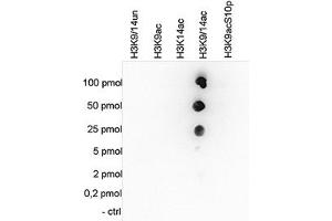 Cross reactivity tests using the Histone H3 (K9/14ac) antibody. (HIST1H3A 抗体  (acLys9, acLys14))
