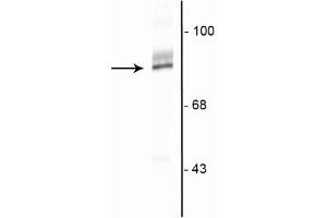 Western blot of HeLa cell lysate showing specific immunolabeling of the ~90 kDa RSK2 protein. (RPS6KA2 抗体  (C-Term))