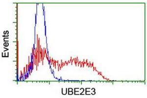 Image no. 2 for anti-Ubiquitin-Conjugating Enzyme E2E 3 (UBE2E3) antibody (ABIN1501619) (UBE2E3 抗体)