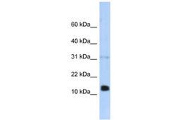 REG1B 抗体  (N-Term)
