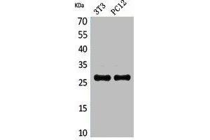 Western Blot analysis of NIH-3T3, PC12 cells using DcR1 Polyclonal Antibody.