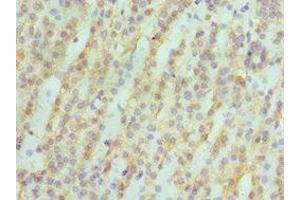 Immunohistochemistry of paraffin-embedded human kidney tissue using ABIN7142986 at dilution of 1:100 (ASAH1 抗体  (AA 146-395))