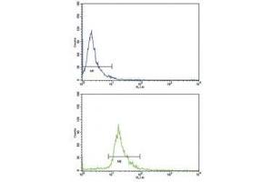 Flow cytometric analysis of NCI-H292 cells using CD105 antibody (bottom histogram) compared to a negative control (top histogram). (Endoglin 抗体  (AA 380-409))