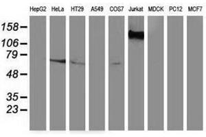 Image no. 2 for anti-Guanylate Binding Protein 5 (GBP5) antibody (ABIN1498408) (GBP5 抗体)