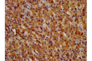 IHC image of ABIN7153683 diluted at 1:300 and staining in paraffin-embedded human adrenal gland tissue performed on a Leica BondTM system. (GRPR 抗体  (AA 326-384))
