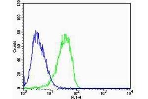 Flow cytometric analysis of U-87 MG cells using CN2 Antibody (green, Cat(ABIN6244177 and ABIN6577076)) compared to an isotype control of mouse IgG2b(blue). (Calpain 2 抗体  (AA 1-400))