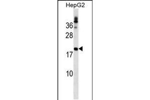 Western blot analysis in HepG2 cell line lysates (35ug/lane). (LHFP 抗体  (N-Term))