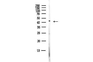anti-Paired Box 4 (PAX4) (Internal Region) antibody