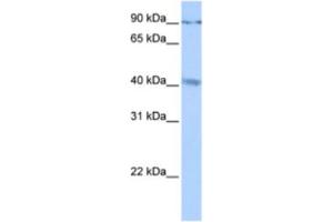 Western Blotting (WB) image for anti-Cation Channel, Sperm-Associated, gamma (CATSPERG) antibody (ABIN2463281) (CATSPERG 抗体)