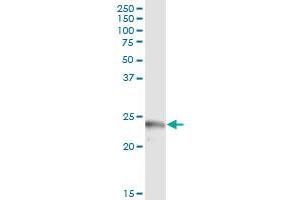 Immunoprecipitation of APOL1 transfected lysate using anti-APOL1 MaxPab rabbit polyclonal antibody and Protein A Magnetic Bead , and immunoblotted with APOL1 purified MaxPab mouse polyclonal antibody (B01P) . (APOL1 抗体  (AA 1-238))