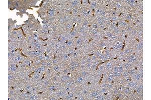ABIN6257649 and ABIN6275602 at 1/100 staining rat brain tissue by IHC-P. (Sorting Nexin 4 抗体  (Internal Region))