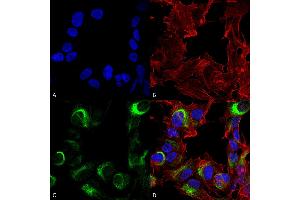 Immunocytochemistry/Immunofluorescence analysis using Rabbit Anti-AMBRA1 Polyclonal Antibody . (AMBRA1 抗体  (AA 200-300) (Biotin))