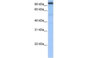 Western Blotting (WB) image for anti-Cleavage and Polyadenylation Specific Factor 2, 100kDa (CPSF2) antibody (ABIN2462270) (CPSF2 抗体)