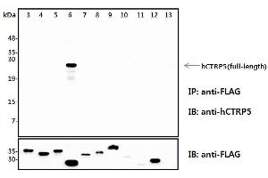 Immunoprecipitation (IP) analysis of the cell lysates from HEK293 cells transfected with empty vector or a panel of the FLAG-tagged CTRP family (full-length) followed by immunoblot analysis using anti-CTRP5 (human), pAb  antibody. (CTRP5 抗体)