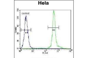Flow cytometric analysis of Hela cells (right histogram) compared to a negative control cell (left histogram). (ASXL1 抗体  (AA 521-549))