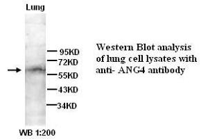 Image no. 1 for anti-Angiopoietin 4 (ANGPT4) (N-Term) antibody (ABIN790931) (Angiopoietin 4 抗体  (N-Term))