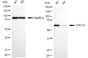 Western blotting analysis using CYP1A2 antibody (ABIN7798250).