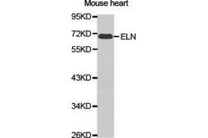 Western Blotting (WB) image for anti-Elastin (ELN) antibody (ABIN1872521) (Elastin 抗体)