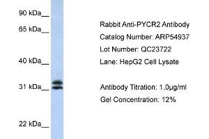 WB Suggested Anti-PYCR2 Antibody Titration: 0. (PYCR2 抗体  (Middle Region))