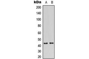 Western blot analysis of GATA1 (pS310) expression in HeLa (A), HEK293T (B) whole cell lysates.