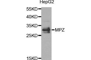 Western blot analysis of extracts of HepG2 cell line, using MPZ antibody. (MPZ 抗体)