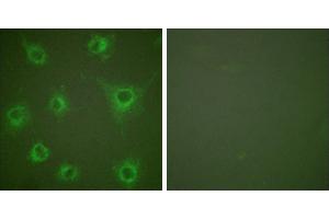 Peptide - +Immunofluorescence analysis of COS7 cells, using Collagen II antibody (#C0155). (COL2 抗体)