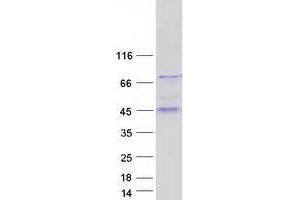 Western Blotting (WB) image for UDP-Gal:betaGlcNAc beta 1,3-Galactosyltransferase, Polypeptide 5 (B3GALT5) (Transcript Variant 5) protein (Myc-DYKDDDDK Tag) (ABIN2734971)