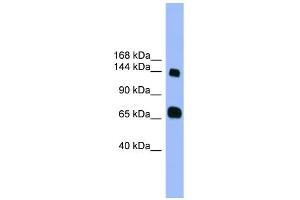 WB Suggested Anti-PLEKHG2 Antibody Titration: 1. (PLEKHG2 抗体  (Middle Region))