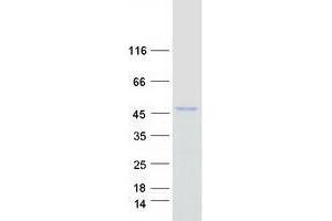 Western Blotting (WB) image for Endoplasmic Reticulum Protein 44 (ERP44) protein (Myc-DYKDDDDK Tag) (ABIN2734671)