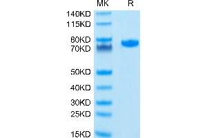 PVRL2 Protein (AA 32-360) (Fc Tag)